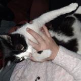 Picture of cat found at St Quentin