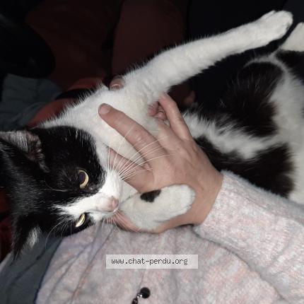 Photo 1/1 Found cat Found in St quentin
