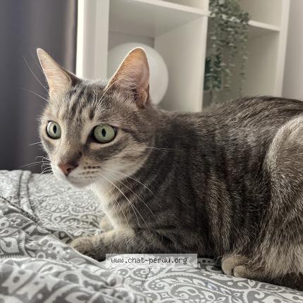 Photo 1/1 Gigi Chat lost in Clermont ferrand