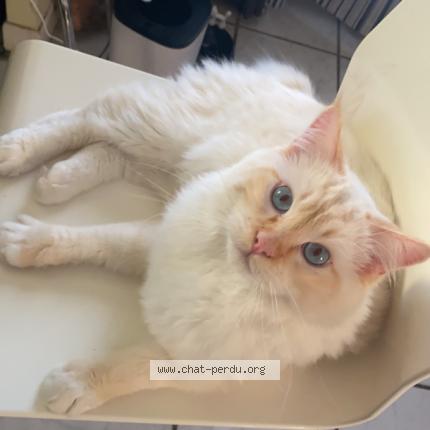 Photo 1/1 Snowy Chat lost in Caveirac