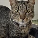 Photo of a cat found in Mar Del Plata