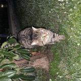 Picture of cat found at Ozoir La Ferriere