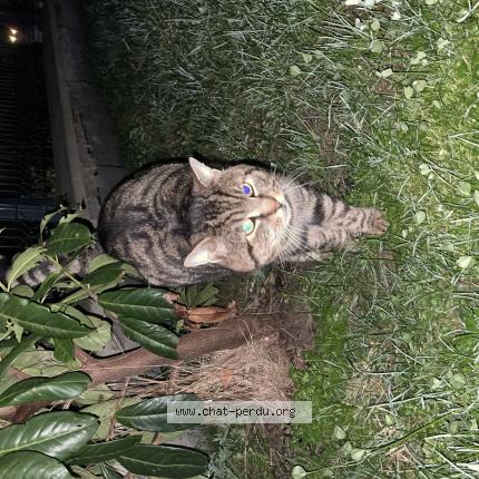 Photo 1/1 Found cat Found in Ozoir la ferriere