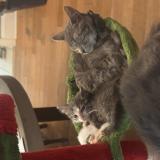 Picture of cat lost at Belleville