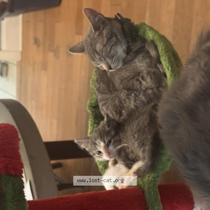 Photo 1/1 Smokey Chat lost in Belleville