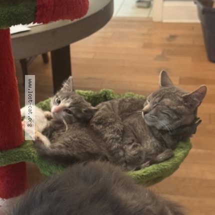Photo 1/1 Smokey Cat lost in Belleville