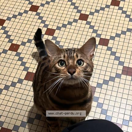 Photo 1/1 simba Chat lost in Brehand