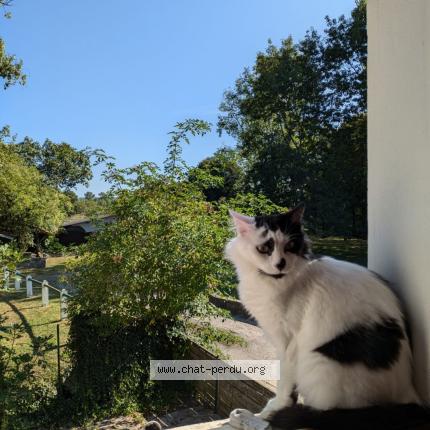 Photo 1/1 Gaston Chat lost in Loubieng