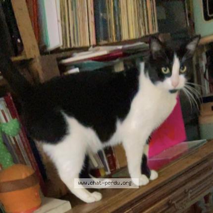 Photo 1/1 Willy Chat lost in Chelles