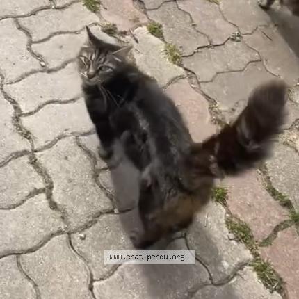 Photo 1/1 Gwene Chat lost in Chelles