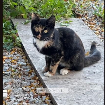 Photo 1/1 Moon Chat lost in Rhinelander