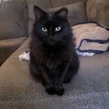 Picture of cat lost at Conklin