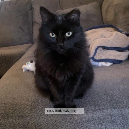 Photo 1/1 Stormy Chat lost in Conklin