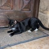 Picture of cat found at Jose C Paz