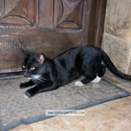 Photo 1/1 Found cat Found in Jose c paz