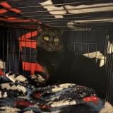 Picture of cat found at Poland