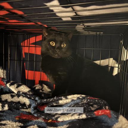 Photo 1/1 Found cat Found in Poland