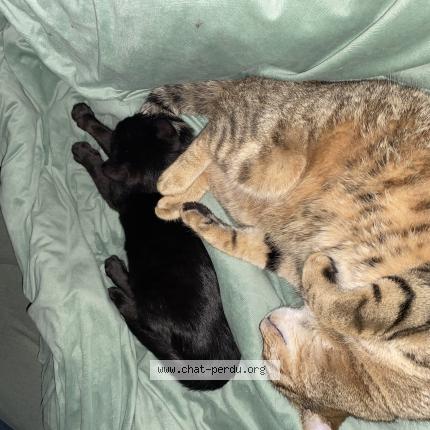 Photo 1/1 Le prtit Chat lost in La grande paroisse