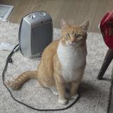 Picture of cat lost at Carmel Indianapolis