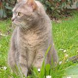 Picture of cat lost at Courbevoie