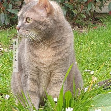 Photo 1/1 LILOU Chat lost in Courbevoie
