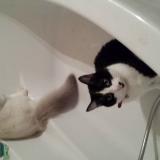 Picture of cat lost at Noveant Sur Moselle