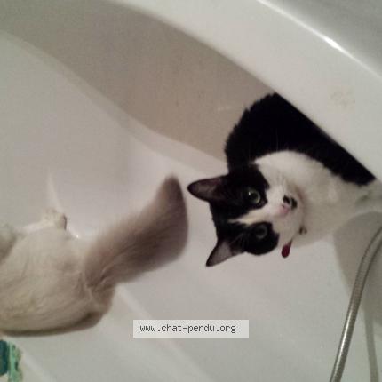 Photo 1/1 ETOILE Chat lost in Noveant sur moselle