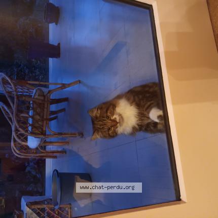 Foto 1/1 Kat teruggevonden Gevonden in Sambreville