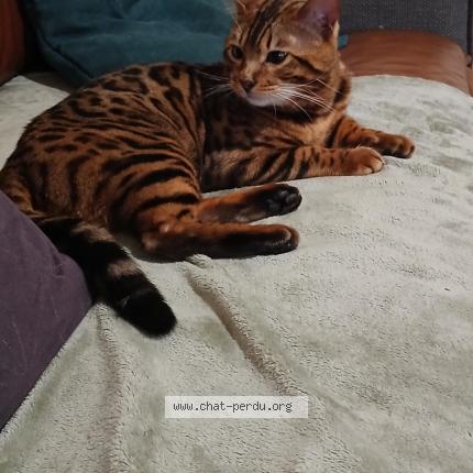 Photo 1/1 Simba Chat lost in Brehand