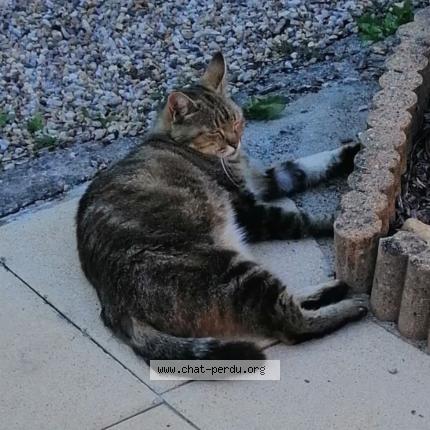 Photo 1/1 MILOU Chat lost in Saint front de pradoux