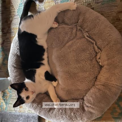 Photo 1/1 Lilou Chat lost in La wantzeneau