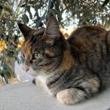 Picture of cat found at Pouzolles