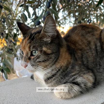 Photo 1/1 Cat reunited Found in Pouzolles