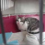 Picture of cat found at Caden