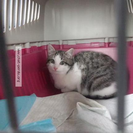 Photo 1/1 Found cat Found in Caden