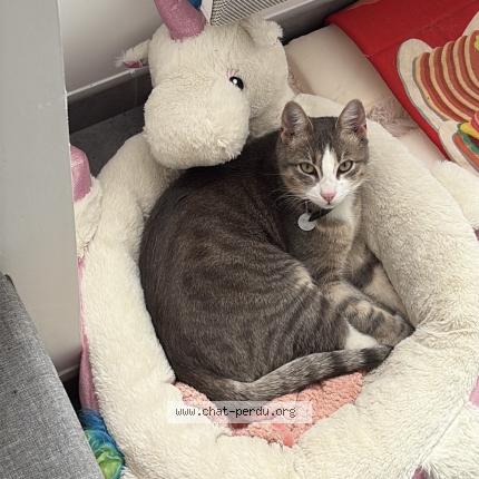 Photo 1/1 Grisou Chat lost in Corcoue sur logne