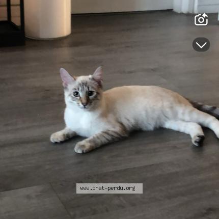 Photo 1/1 Dolly Chat lost in Suce en brie