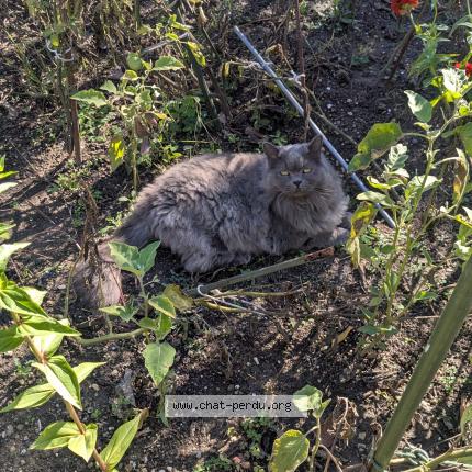 Photo 1/1 Tourbillon Chat lost in Bouc bel air