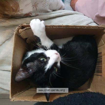 Photo 1/1 Virgule Chat lost in Argentan