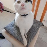 Picture of cat found at Gouesnou