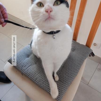 Photo 1/1 Found cat Found in Gouesnou