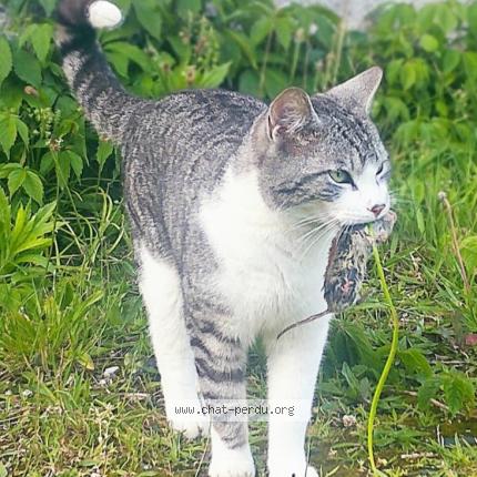 Photo 1/1 Lulu Chat lost in Arzano