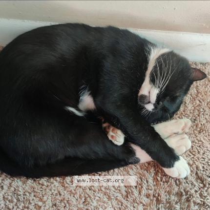 Photo 1/1 Bootsy Chat lost in Nashville