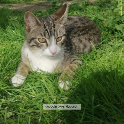 Photo 1/1 Arya Chat lost in Epinay sur seine