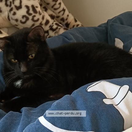 Photo 1/1 Zeus Chat lost in Cestas gazinet