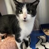 Picture of cat lost at Brest