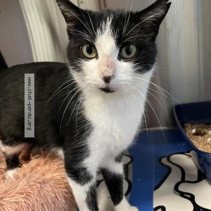 Photo 1/1 Cat reunited Lost in Brest