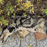 Picture of cat found at Villeurbanne