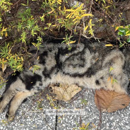 Photo 1/1 Found cat Found in Villeurbanne