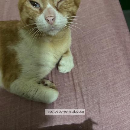 Photo 1/1 Milo Chat lost in Ciudad de panama